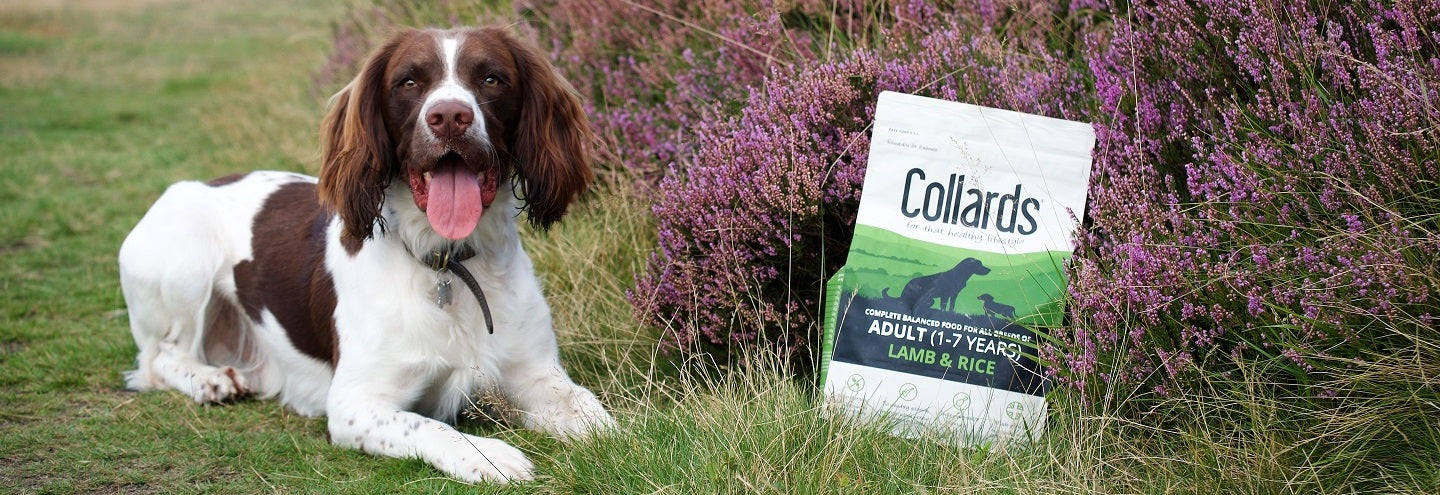 Best grain free dog food for springer spaniels sale