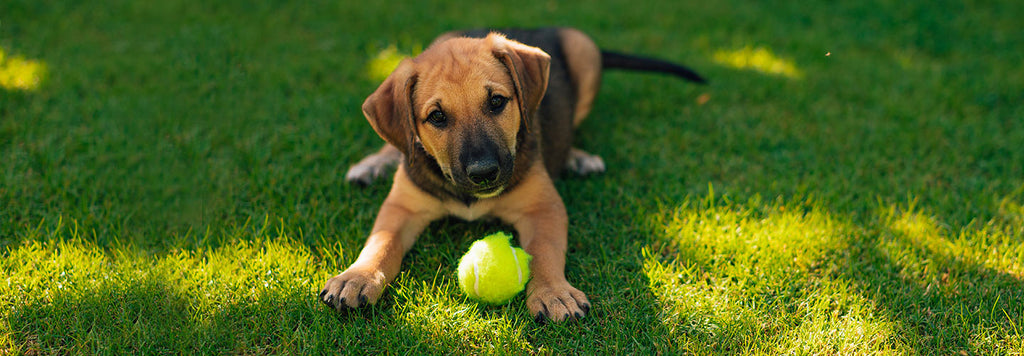 Perfect Toys and Treats for Enthusiastic Chewers