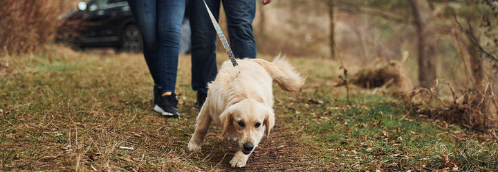 Top Tips to help Prevent Dogs from Lead Pulling