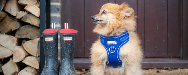 The Pets & Friends Guide to Dog Harnesses