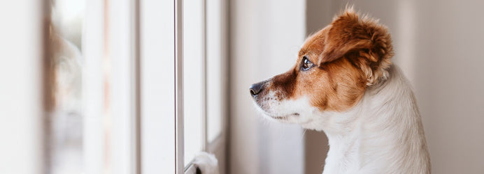 Separation Anxiety: How to Help Your Dog Cope with Your Return to School and Work