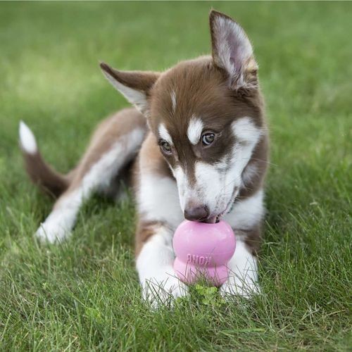 KONG Easy Treat Puppy Chicken Treat Paste Kong Pets Friends